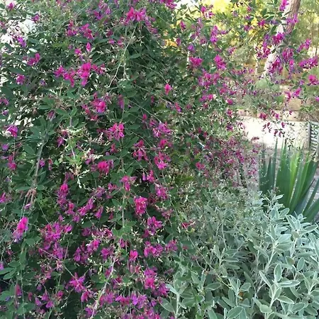 Villa Modern High Standing Sur 3' From Pyla-sur-Mer