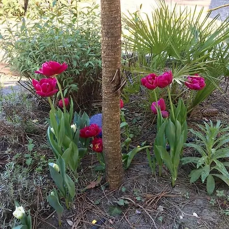 Villa Modern High Standing Sur 3' From *